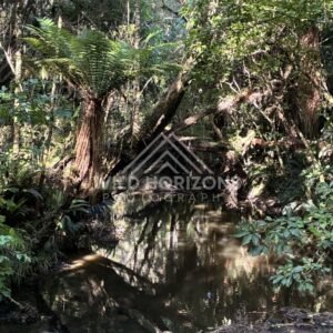 Still forest pool reflecting dense canopy and tangled branches. Catlins Forest, New Zealand