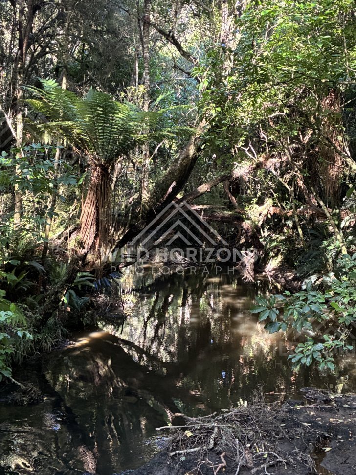 Still forest pool reflecting dense canopy and tangled branches. Catlins Forest, New Zealand