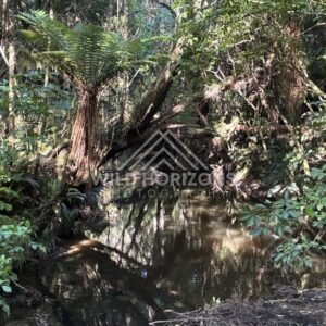 Narrow creek flowing through deep forest with overhanging limbs. Catlins Forest, New Zealand