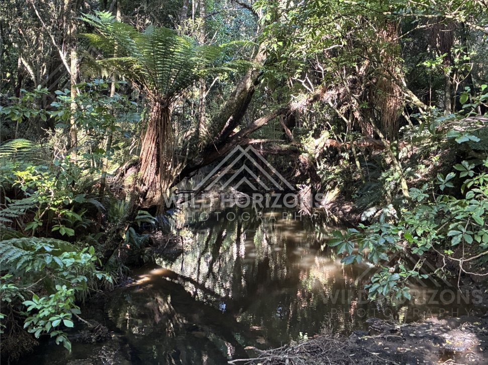 Narrow creek flowing through deep forest with overhanging limbs. Catlins Forest, New Zealand