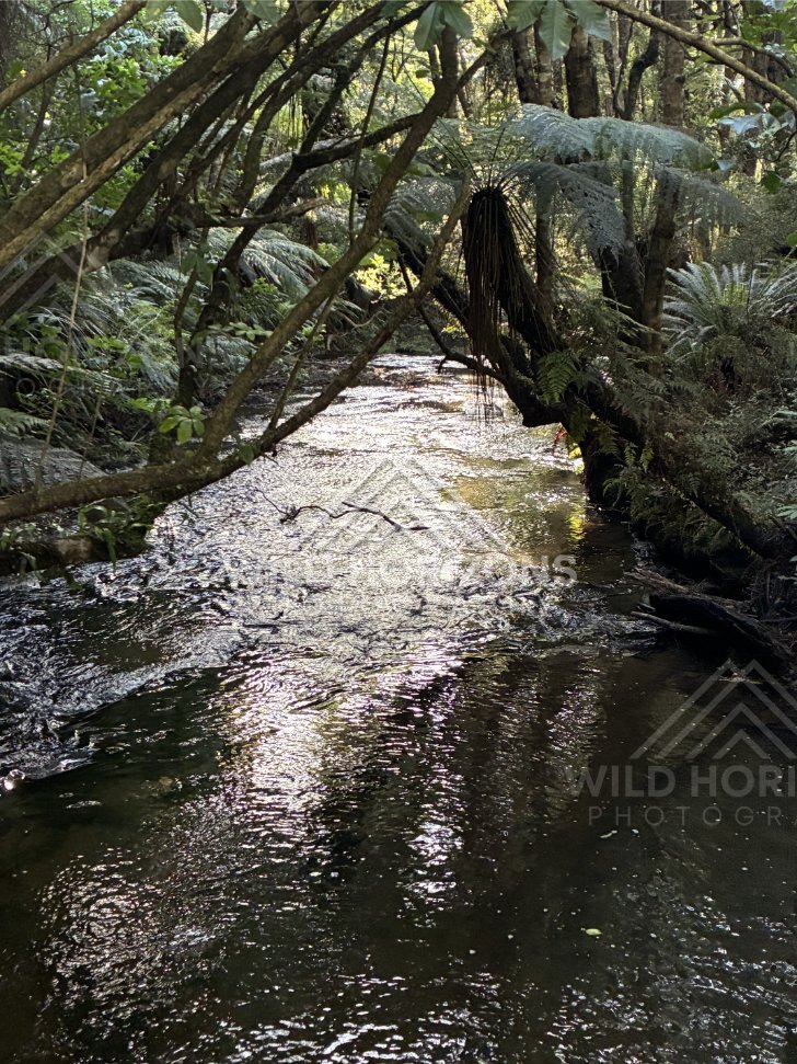 Gentle forest stream threading through mossy understory. Catlins Forest, New Zealand