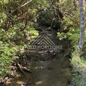 Winding forest stream with fallen branches crossing above water. Catlins Forest, New Zealand