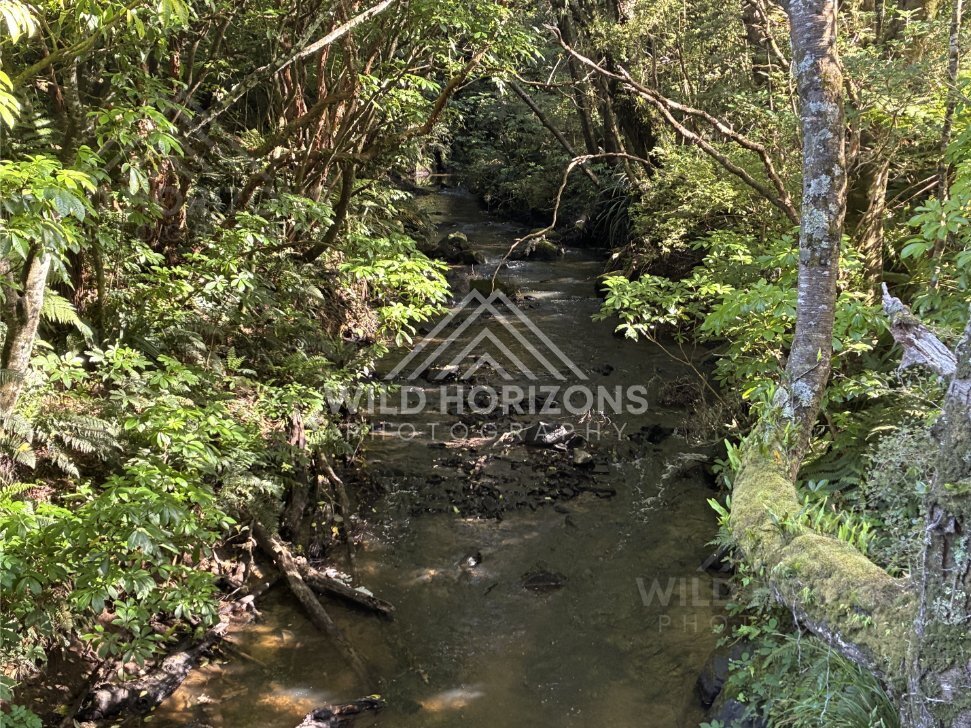 Winding forest stream with fallen branches crossing above water. Catlins Forest, New Zealand