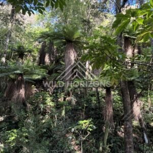 Native bush with tall trunks and thick fern undergrowth. Catlins Forest, New Zealand