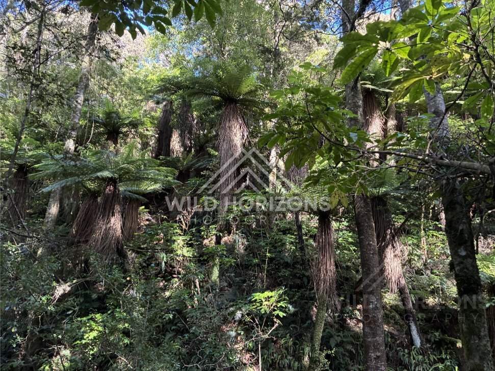 Native bush with tall trunks and thick fern undergrowth. Catlins Forest, New Zealand