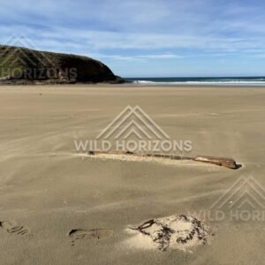 Driftwood on Wide Sandy Beach, The Catlins, New Zealand