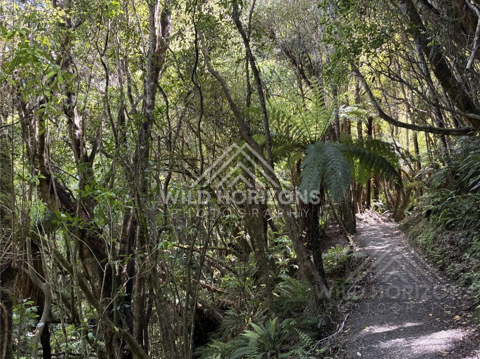 Shoreline Curve Toward Distant Headland, The Catlins, New Zealand