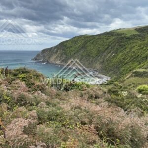 Turquoise Coastal Bay and Cliffs, The Catlins, New Zealand