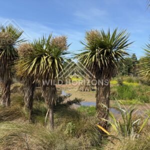 Wetland Pools and Reeds, Sinclair Wetlands, New Zealand