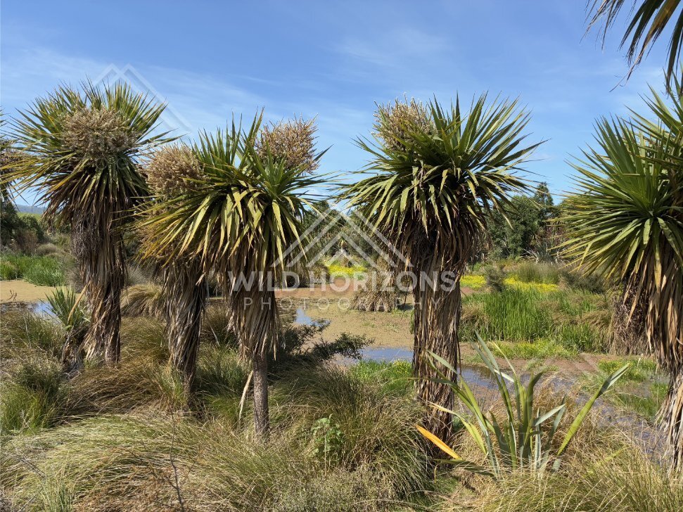 Wetland Pools and Reeds, Sinclair Wetlands, New Zealand