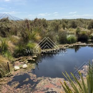 Reed Beds and Water Channels, Sinclair Wetlands, New Zealand
