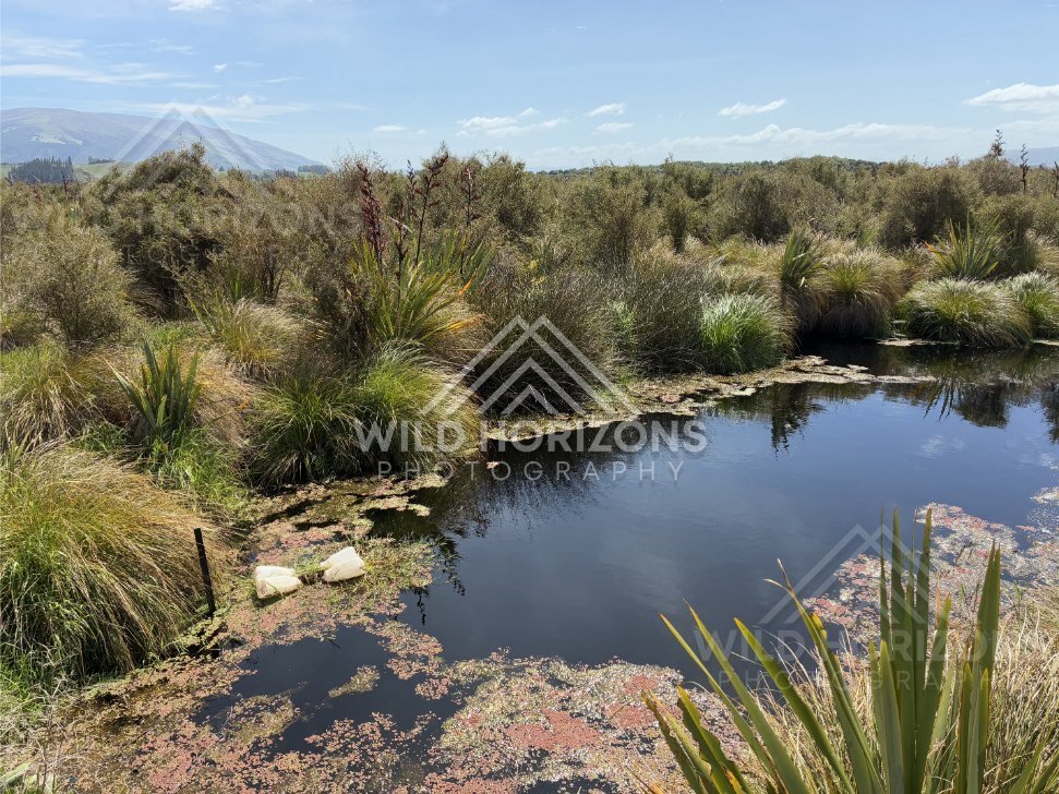 Reed Beds and Water Channels, Sinclair Wetlands, New Zealand