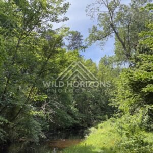 Bush Track Through Native Trees, Mount Stuart Reserve, New Zealand