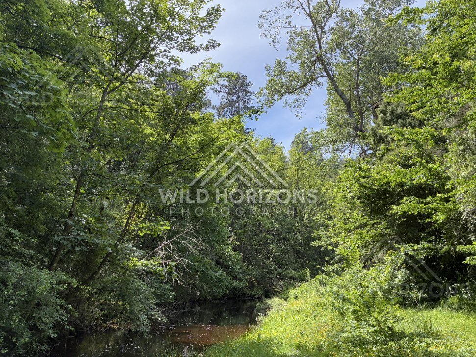 Bush Track Through Native Trees, Mount Stuart Reserve, New Zealand