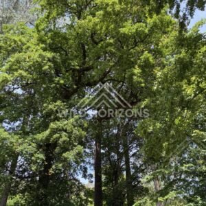 Forest Path Curving Through Ferns, Mount Stuart Reserve, New Zealand