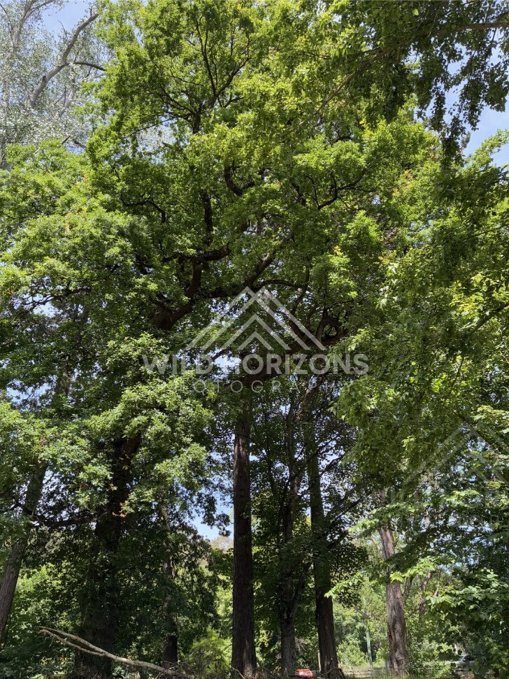 Forest Path Curving Through Ferns, Mount Stuart Reserve, New Zealand