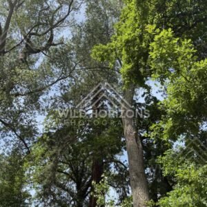 Mossy Trees and Dense Understory, Mount Stuart Reserve, New Zealand