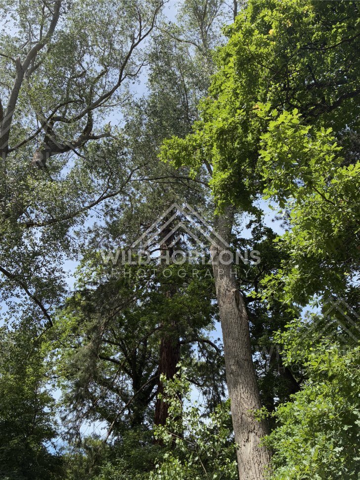 Mossy Trees and Dense Understory, Mount Stuart Reserve, New Zealand