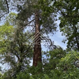 Leaf Litter and Fallen Branches in Forest, Mount Stuart Reserve, New Zealand