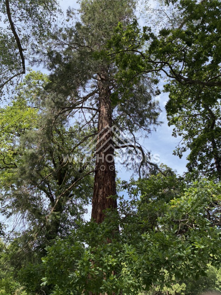 Leaf Litter and Fallen Branches in Forest, Mount Stuart Reserve, New Zealand
