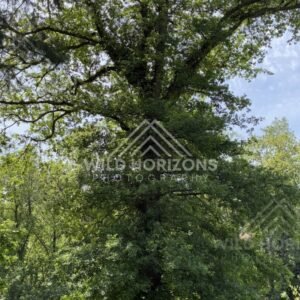Tall Tree Trunks and Filtered Light, Mount Stuart Reserve, New Zealand