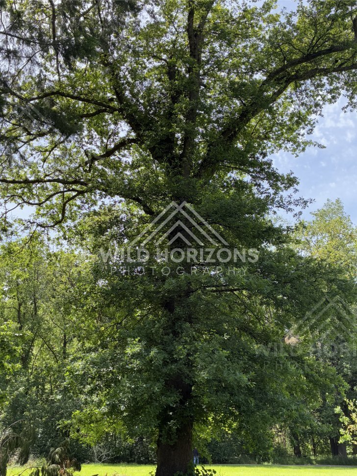 Tall Tree Trunks and Filtered Light, Mount Stuart Reserve, New Zealand