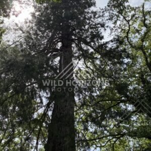 Native Forest With Open Spacing, Mount Stuart Reserve, New Zealand