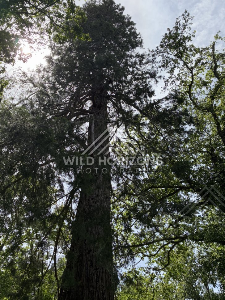 Native Forest With Open Spacing, Mount Stuart Reserve, New Zealand