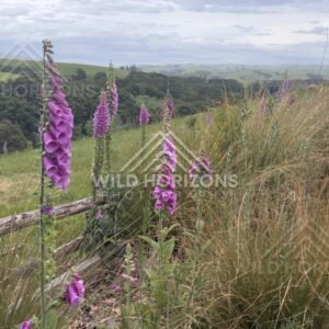 River Bend With Bush-Lined Banks, Clutha River, New Zealand