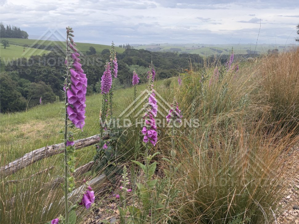 River Bend With Bush-Lined Banks, Clutha River, New Zealand