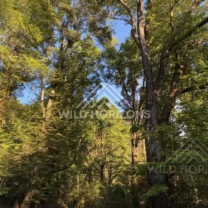 Driftwood and Still Water Along Riverbank, Clutha River, New Zealand