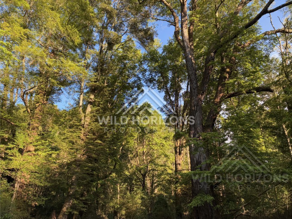 Driftwood and Still Water Along Riverbank, Clutha River, New Zealand