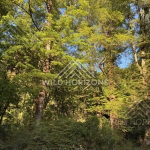 Bush-Framed River Channel, Clutha River, New Zealand