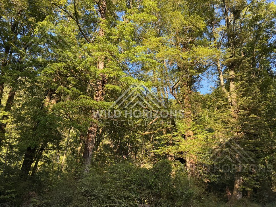Bush-Framed River Channel, Clutha River, New Zealand