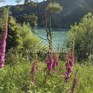 Grassy River Margin With Hills Beyond, Clutha River, New Zealand