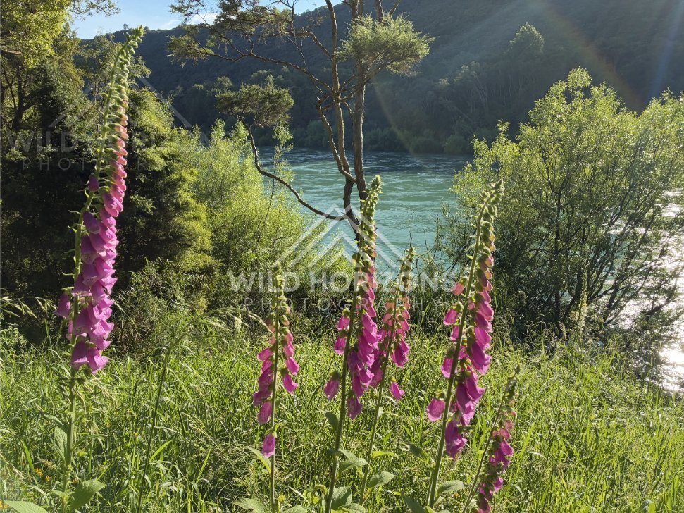 Grassy River Margin With Hills Beyond, Clutha River, New Zealand