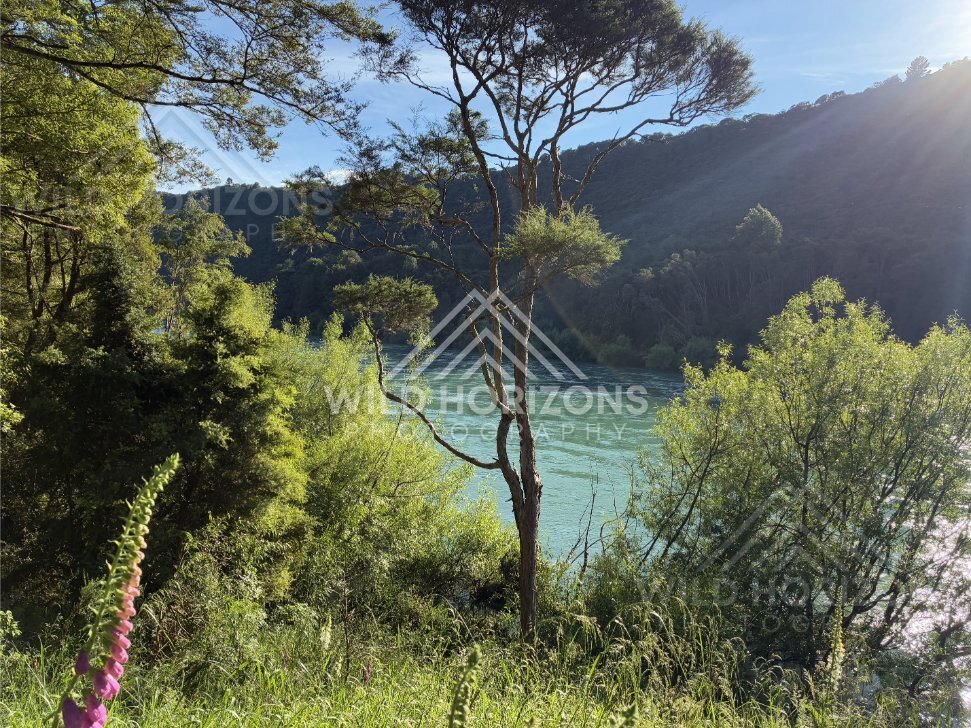 Calm River With Reflections and Framing Vegetation, Clutha River, New Zealand