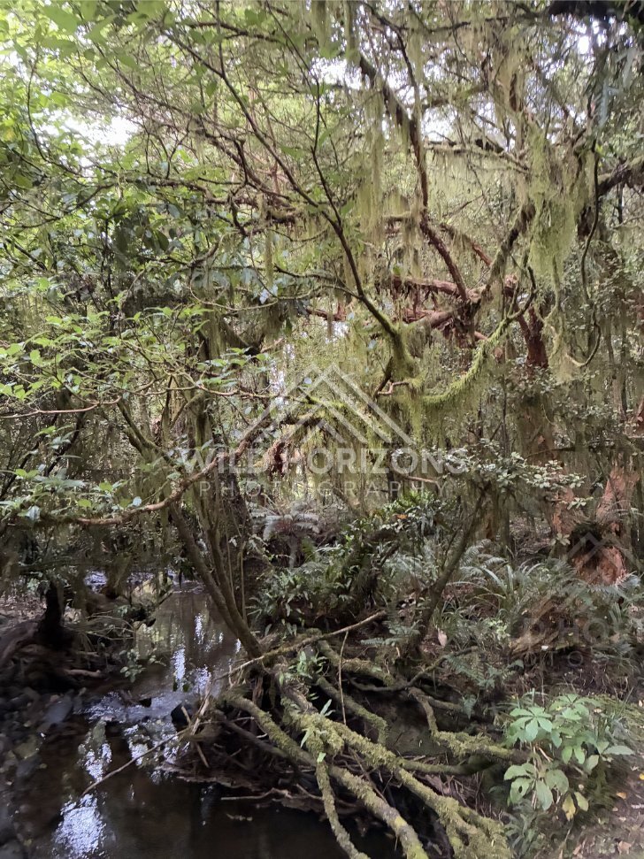 Park Entrance With Fence and Track, Dolamore Park, New Zealand