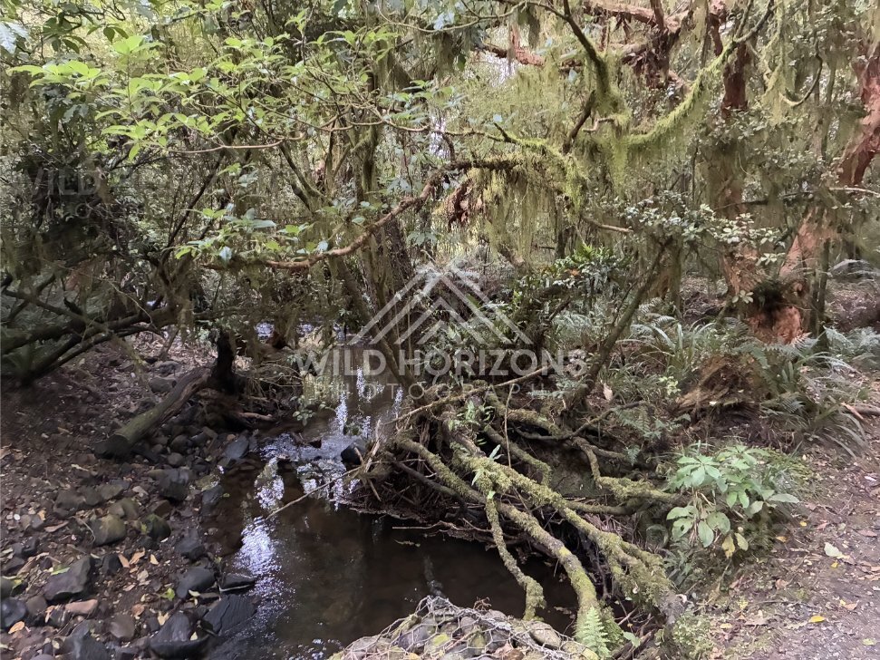 Fence Line and Grass Clearing Near Bush, Dolamore Park, New Zealand