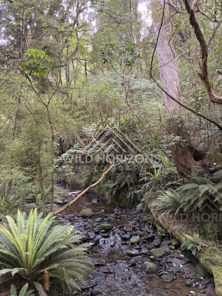 Small Forest Creek With Ferns and Rocks, Dolamore Park, New Zealand
