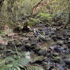 Shaded Forest Creek Over River Stones, Dolamore Park, New Zealand
