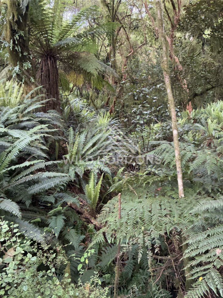 Tree Fern Canopy and Dense Bush, Dolamore Park, New Zealand