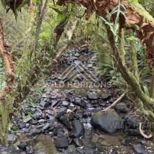 Narrow Rocky Stream in Native Bush, Dolamore Park, New Zealand