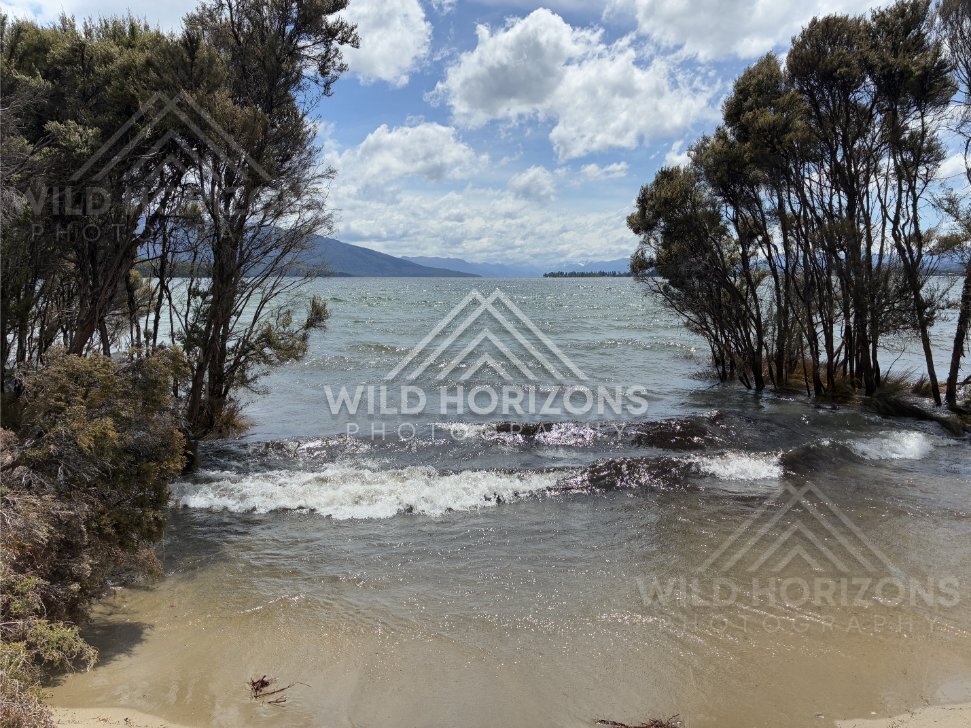 Submerged Trees and Waves on Lake Manapouri, New Zealand