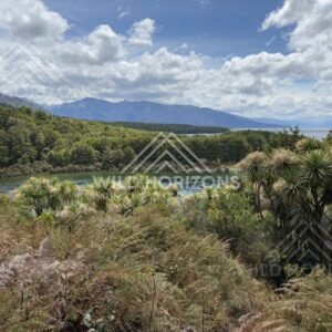 Meandering Wetland Stream With Purple Lupins, Te Anau Weir, New Zealand