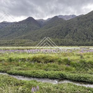 Wide Wetland Valley With Distant Ranges, Milford Road, New Zealand