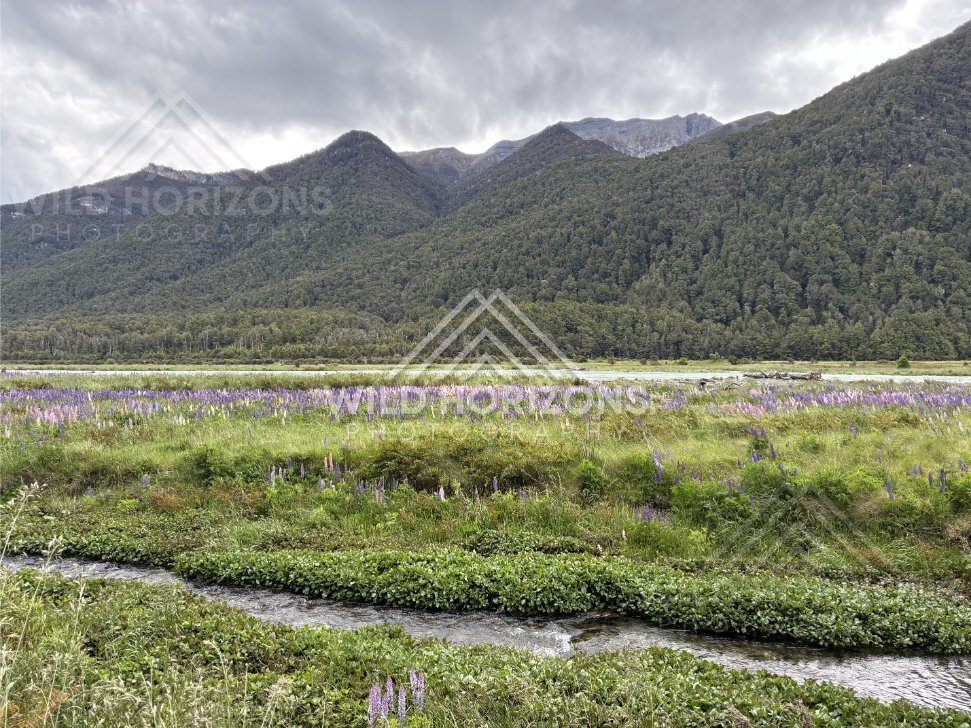 Wide Wetland Valley With Distant Ranges, Milford Road, New Zealand