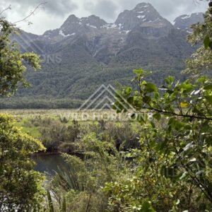 Still Wetland Pools Reflect Mountain Shapes, Milford Road, New Zealand