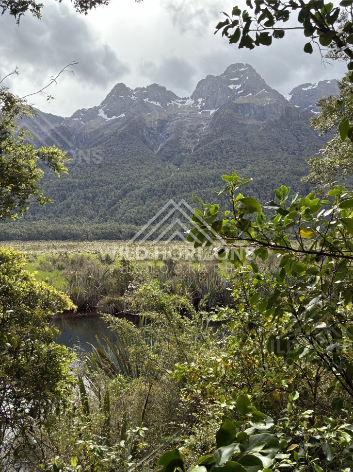Still Wetland Pools Reflect Mountain Shapes, Milford Road, New Zealand