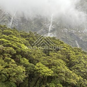 Misty waterfalls above beech forest on Milford Road, New Zealand